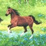 horses